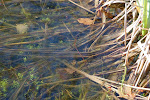Overjaars blad van de Gele Lis in het water van de poel