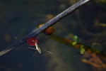 Schaatsenrijder (Gerris lacustris)