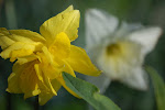 Narcis