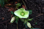 Helleborus