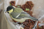 dsc_0569.jpg