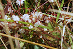 DSC_0175.JPG