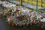 Gele lis in de poel