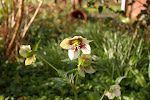 helleborus