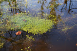 Kroos, waterpest en hoornblad