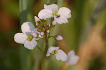 Flora rond de poel