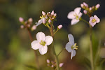 Flora rond de poel