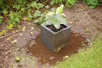 Helleborus pot in een plas na een hevige stortbui