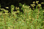 Moerasspirea (Filipendula ulmaria)