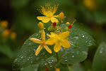 Mansbloed (Hypericum androsaemum) - bloementros