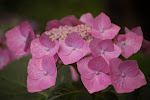 Hortensia (Hydrangea) in bloei