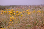 Jacobskruiskruid (Senecio jacobaea)