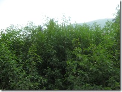 IMG_1767 IMG_1767