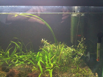 右後景に、よくわからない有茎を植えました