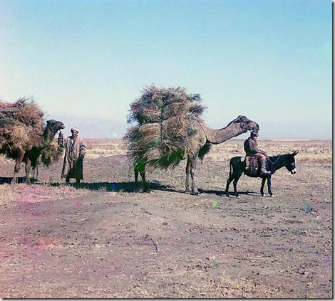 Camel caravan carrying thorns for fodder, Golodnaia Steppe; between 1905 and 1915
Sergei Mikhailovich Prokudin-Gorskii Collection (Library of Congress).