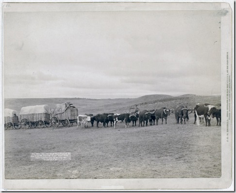 Title: The last large bull train on its way from the railroad to the Black Hills
Summary: Train of oxen and three wagons in open field. 1890.
Repository: Library of Congress Prints and Photographs Division Washington, D.C. 20540