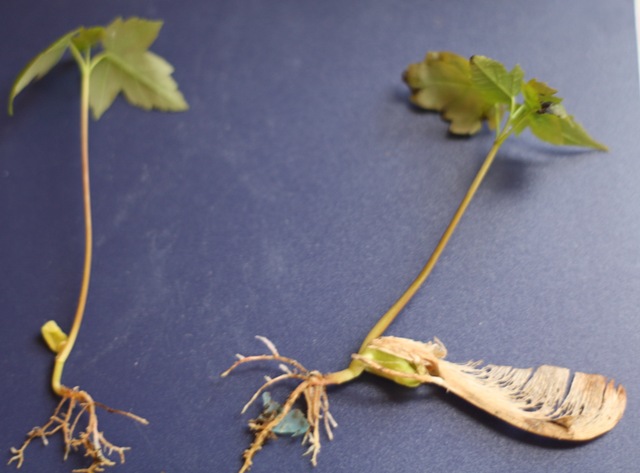 [evan leaving for california and kttens_resize[5].jpg]