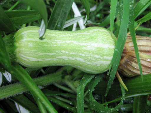 to be a Butternut squash.