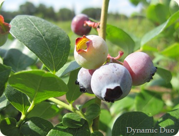blueberries!  YUMMO
