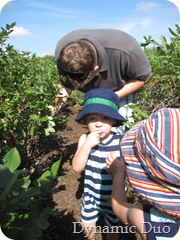 picking and eating, eating and picking!