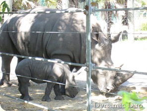 baby rhino (3) baby rhino (3)