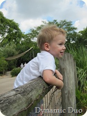 gus watching african flamingos (3)