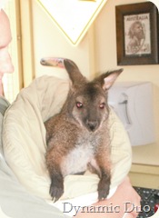 wallaby - working the counter