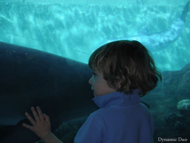 [rals nose to nose with dolphin[8].jpg]
