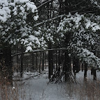 Carolyn Goetz Wetlands Preserve 2/2008