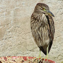 Black crowned night heron (juvenile)
