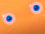 petri.png Craig Venter synthetic cell