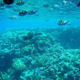 Underwater world