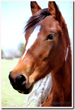 Shiloh