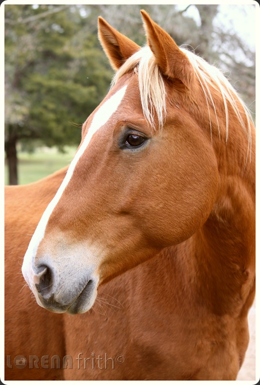 Tornado Horse