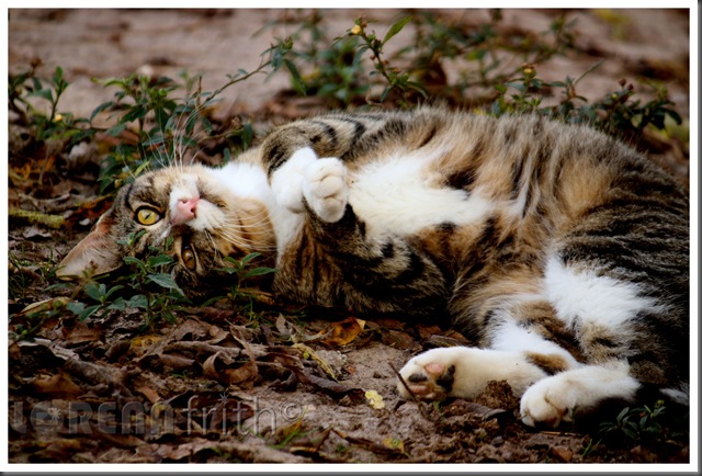 Kitty Leo