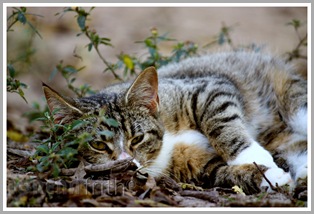 Kitty Leo