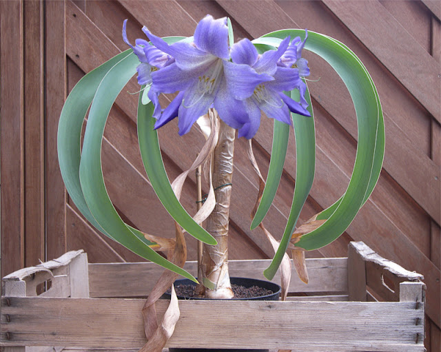 A Next Generation Gardener: The Ethereal Blue Amaryllis