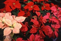 800px-Poinsettia_thumbnail 800px-Poinsettia_thumbnail