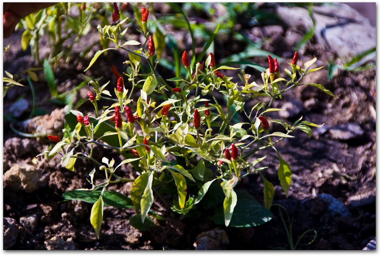 Chile plant