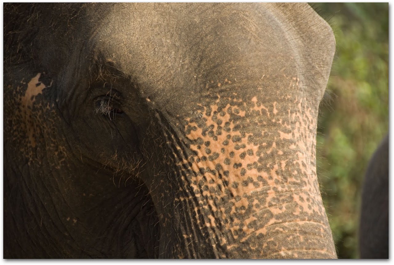 Elephant face