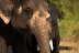 elephant beauty at patara elephant farm