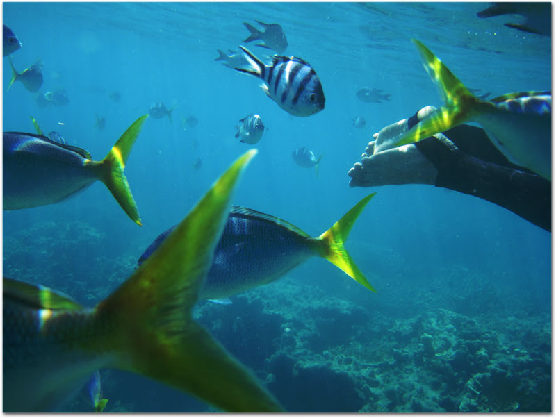 Snorkeling at Blue Pearl Bay