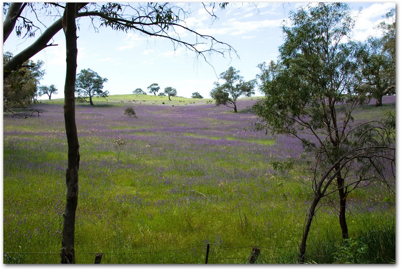 Lavender fields in Barossa Valley