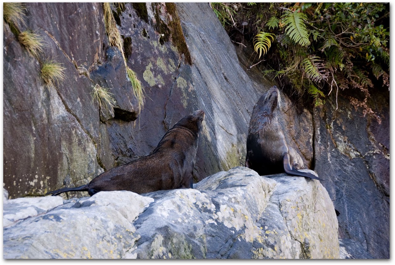 Seals at Milford Sound
