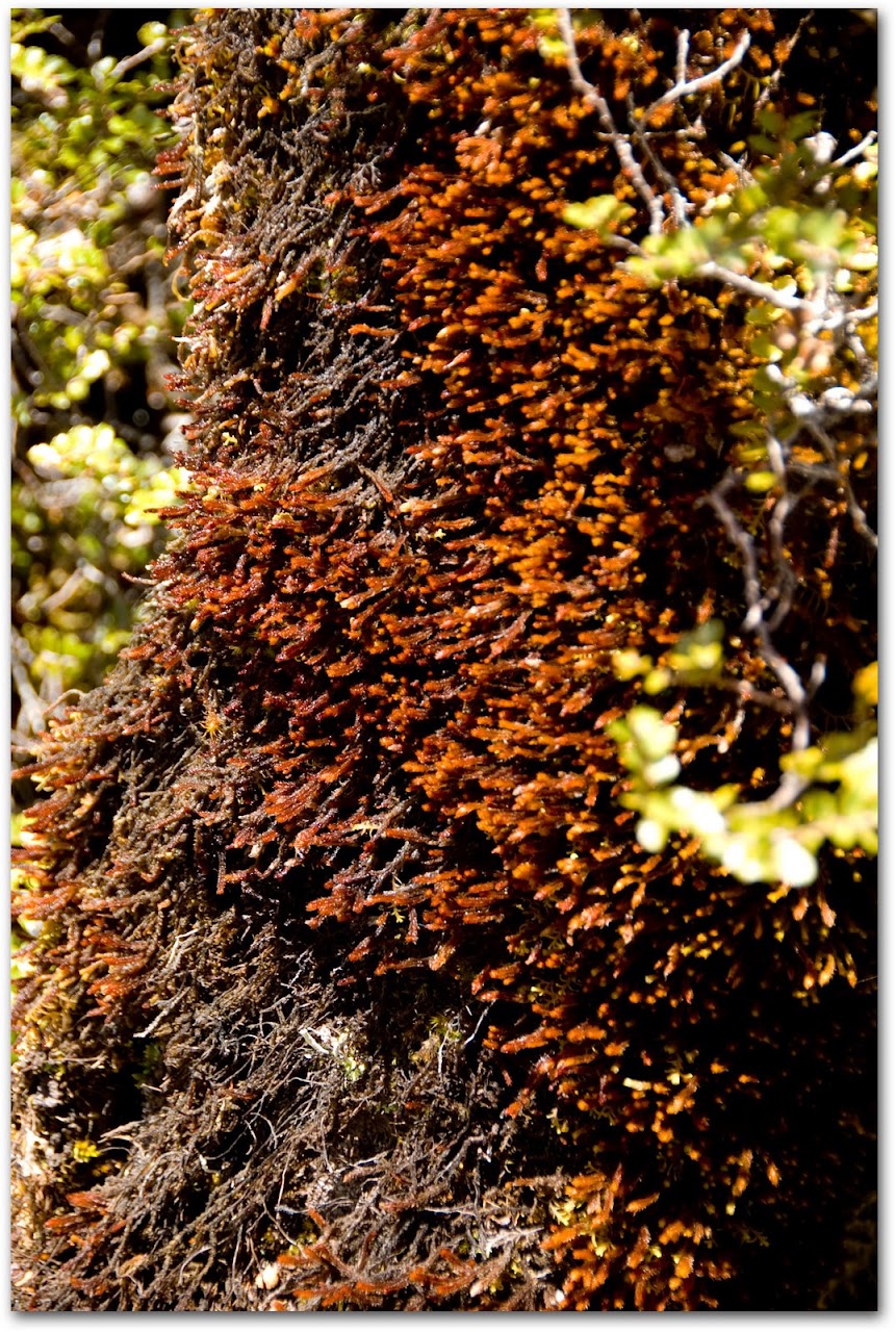 Moss growing on cliffs