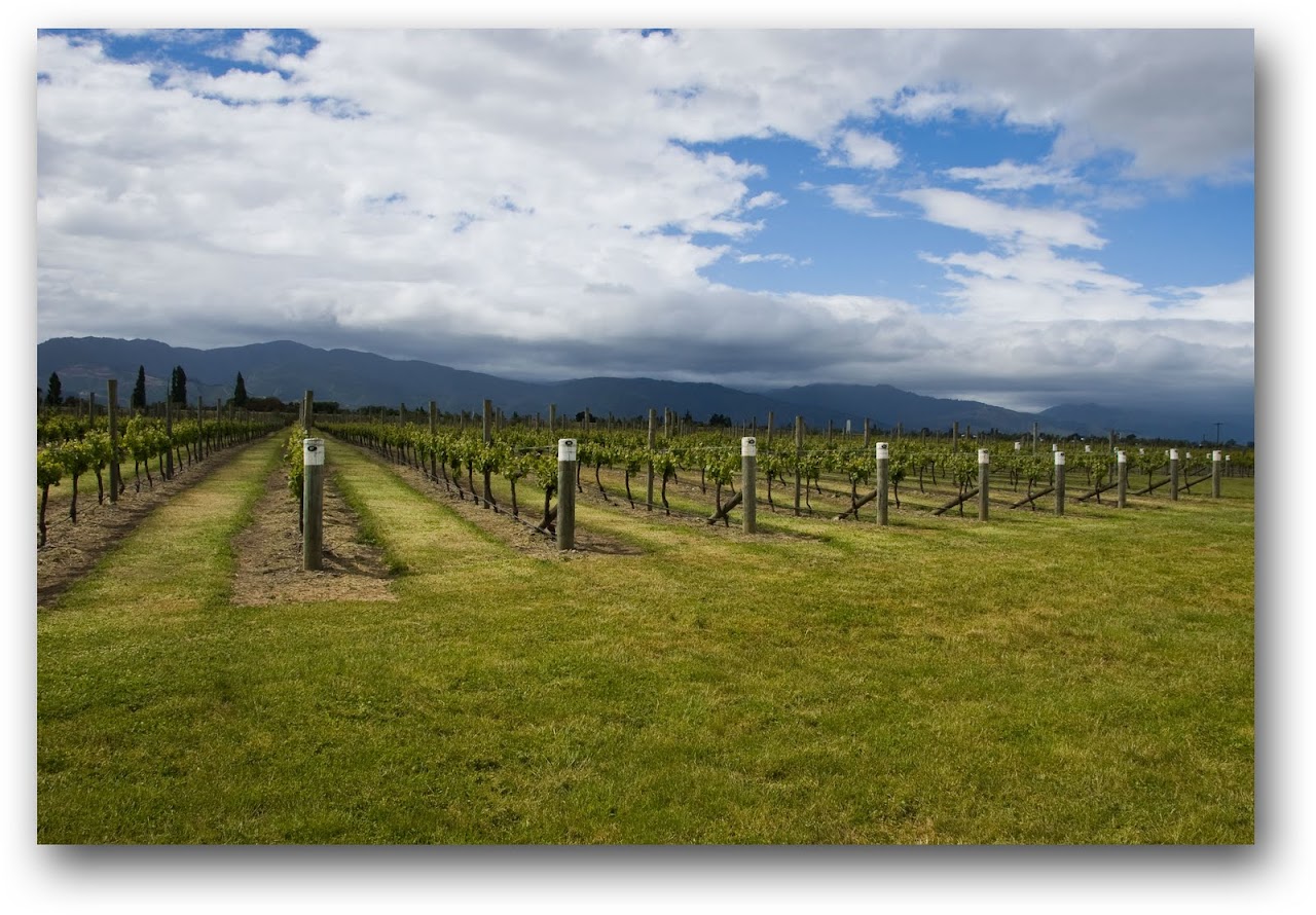 Marlborough vines