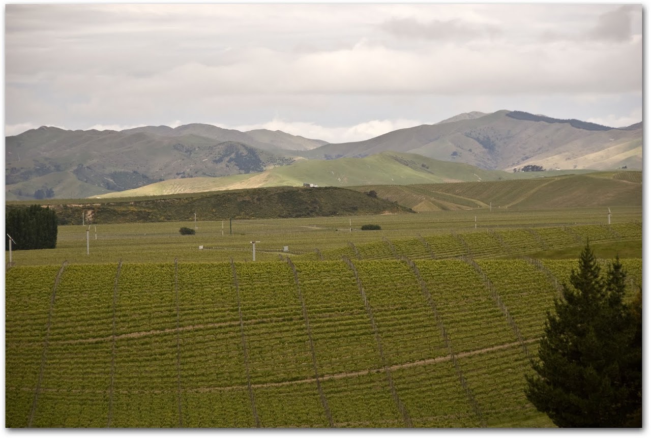 Marlborugh wine area