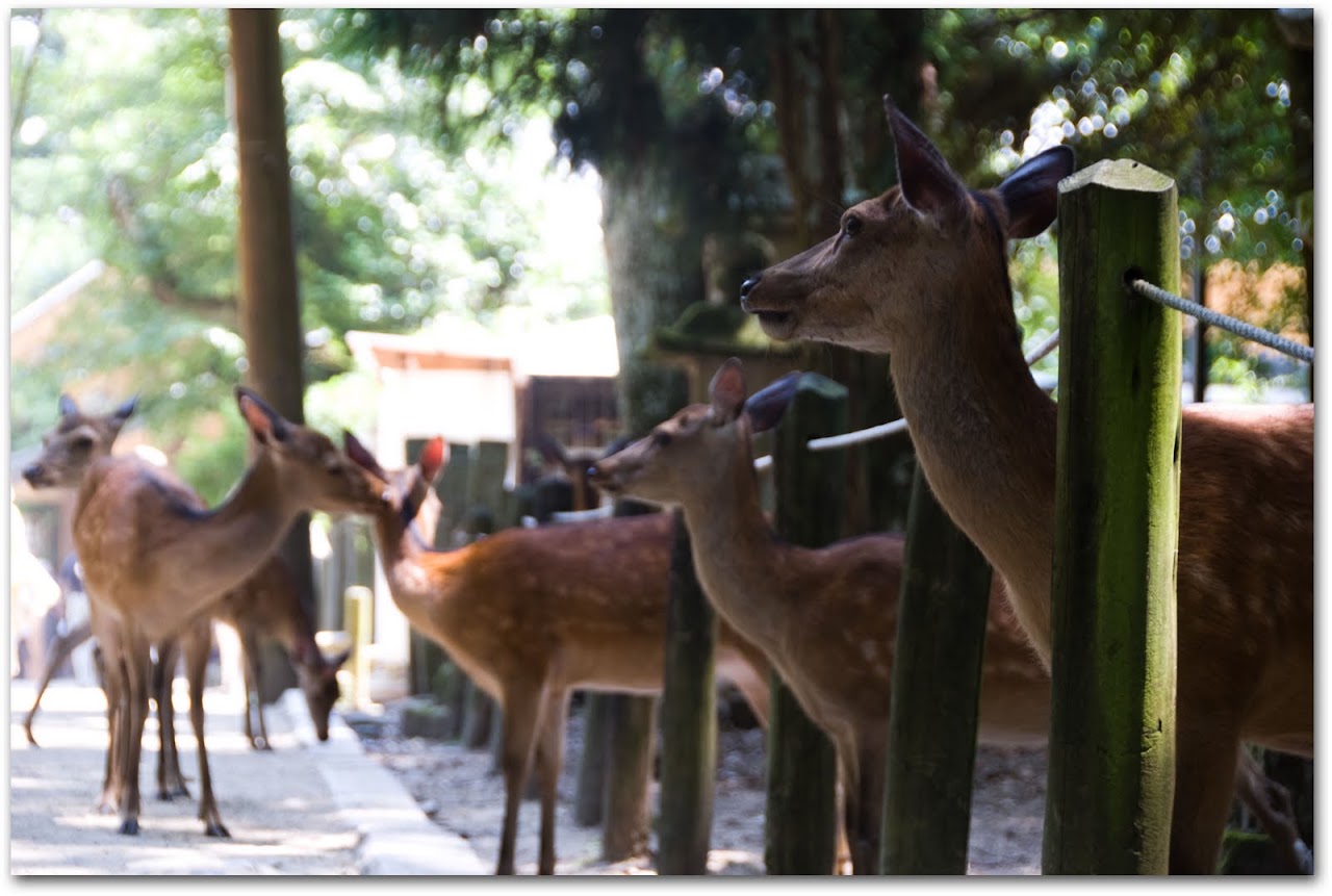 Deer in Nara
