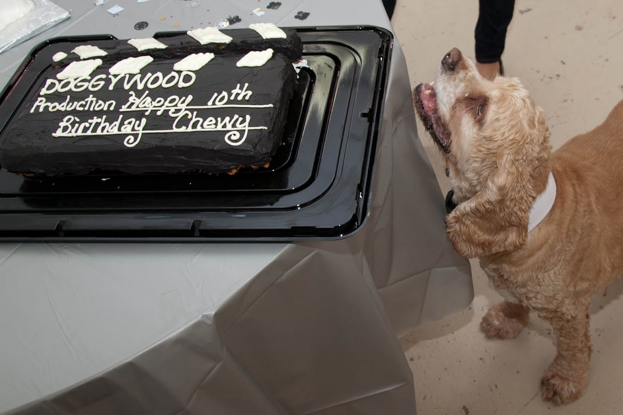 Chewy eyeing his cake
