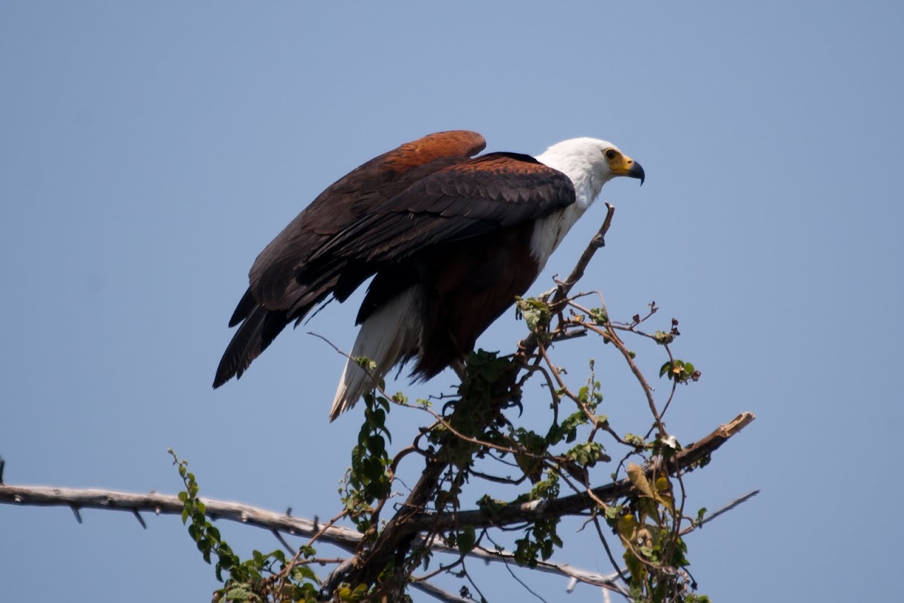 Eagle